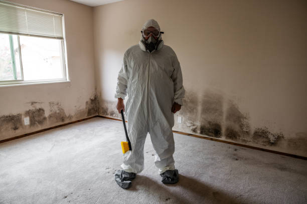 Best DIY Mold Remediation in USA